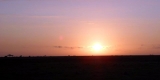 alba alba