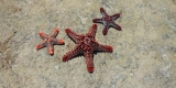 stelle stelle