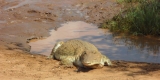 tsavo-coccodrillo_0 tsavo-coccodrillo_0