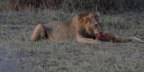 tsavo-leone tsavo-leone