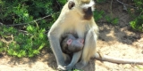 tsavo-scimmie tsavo-scimmie